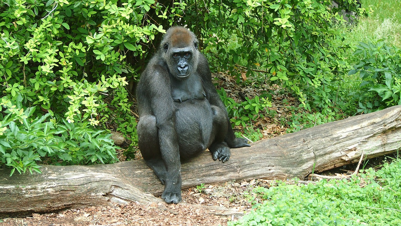 zoo  animal  ape free photo