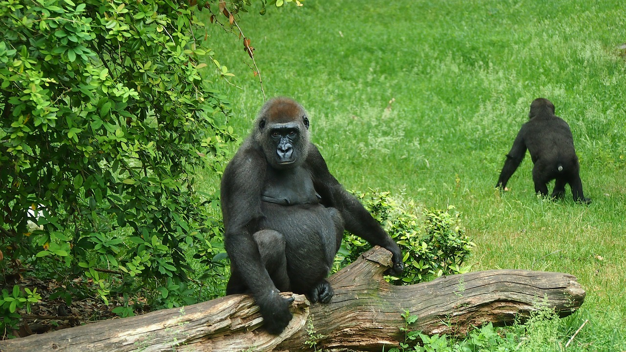 zoo  animal  ape free photo