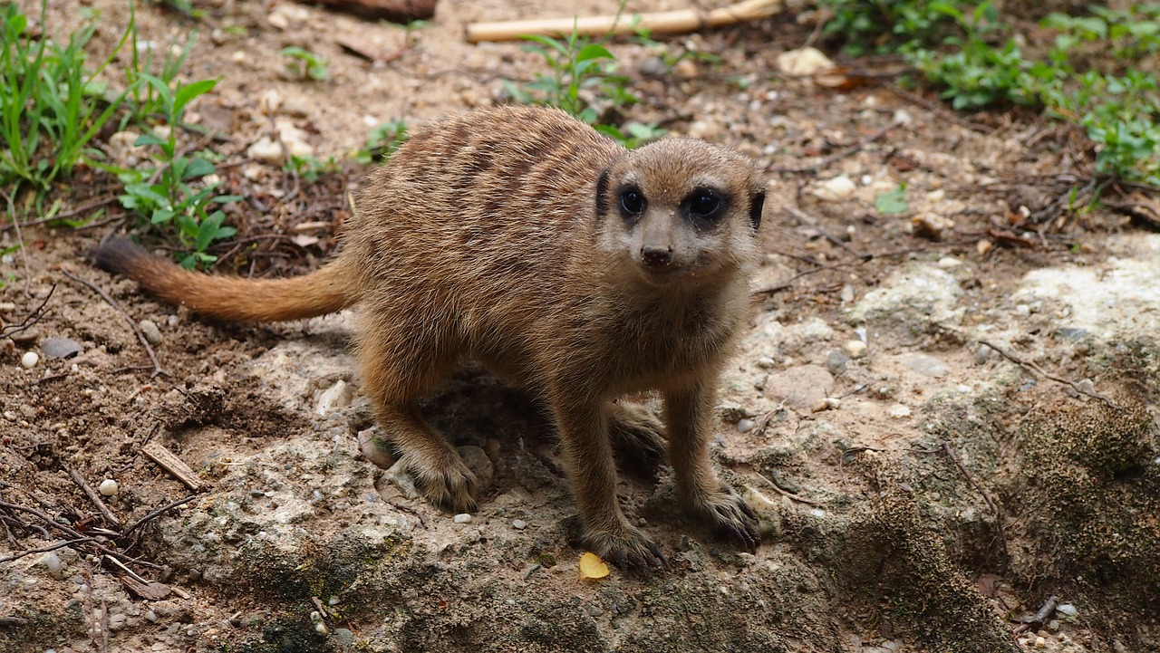 zoo  animal world  animal free photo