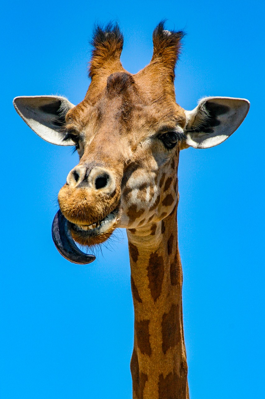 zoo  giraffe  neck free photo