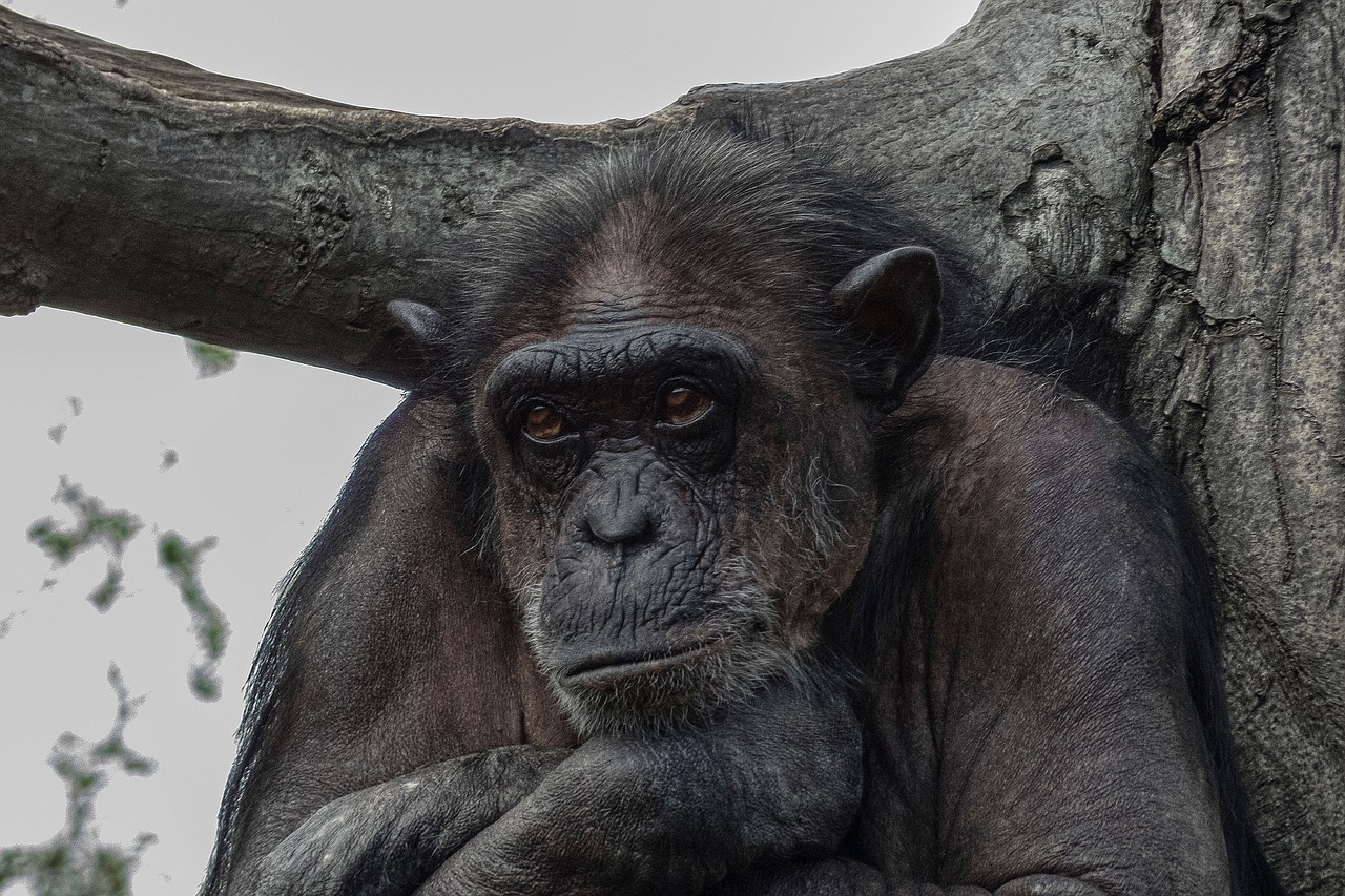 zoo  monkey  primqate free photo