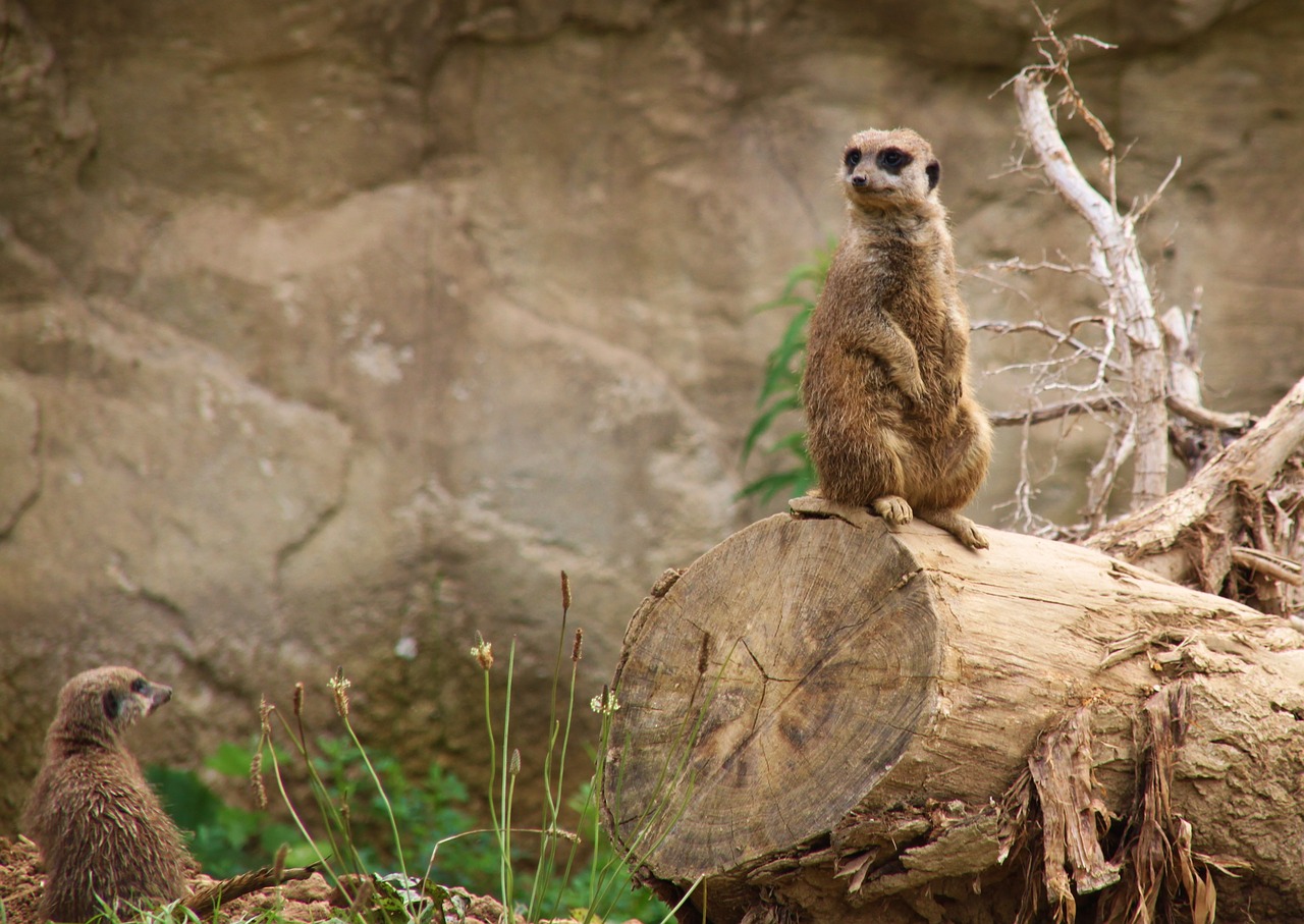 zoo  meerkat  animal free photo