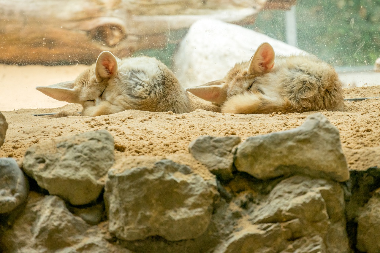 zoo  wild animals  desert fox free photo