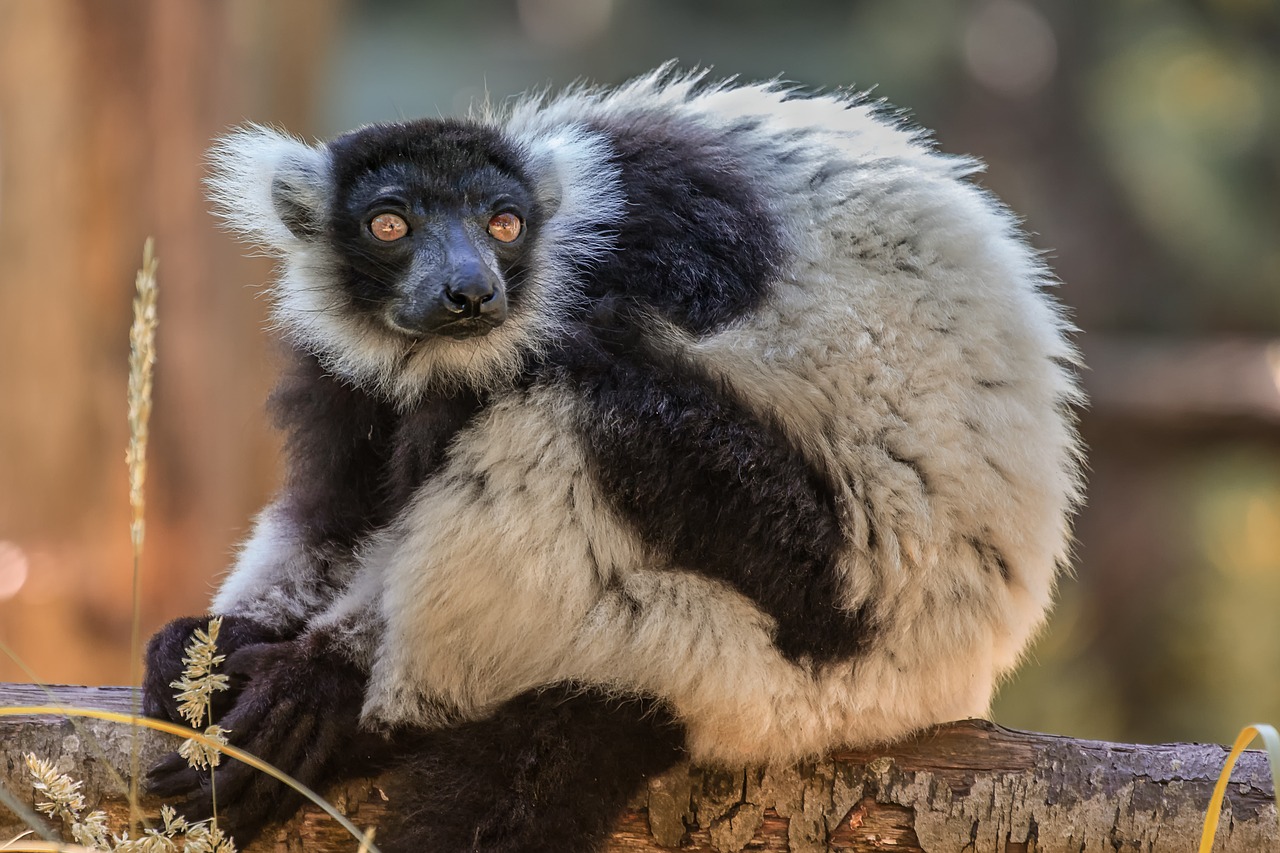 zoo  maki  lemur free photo
