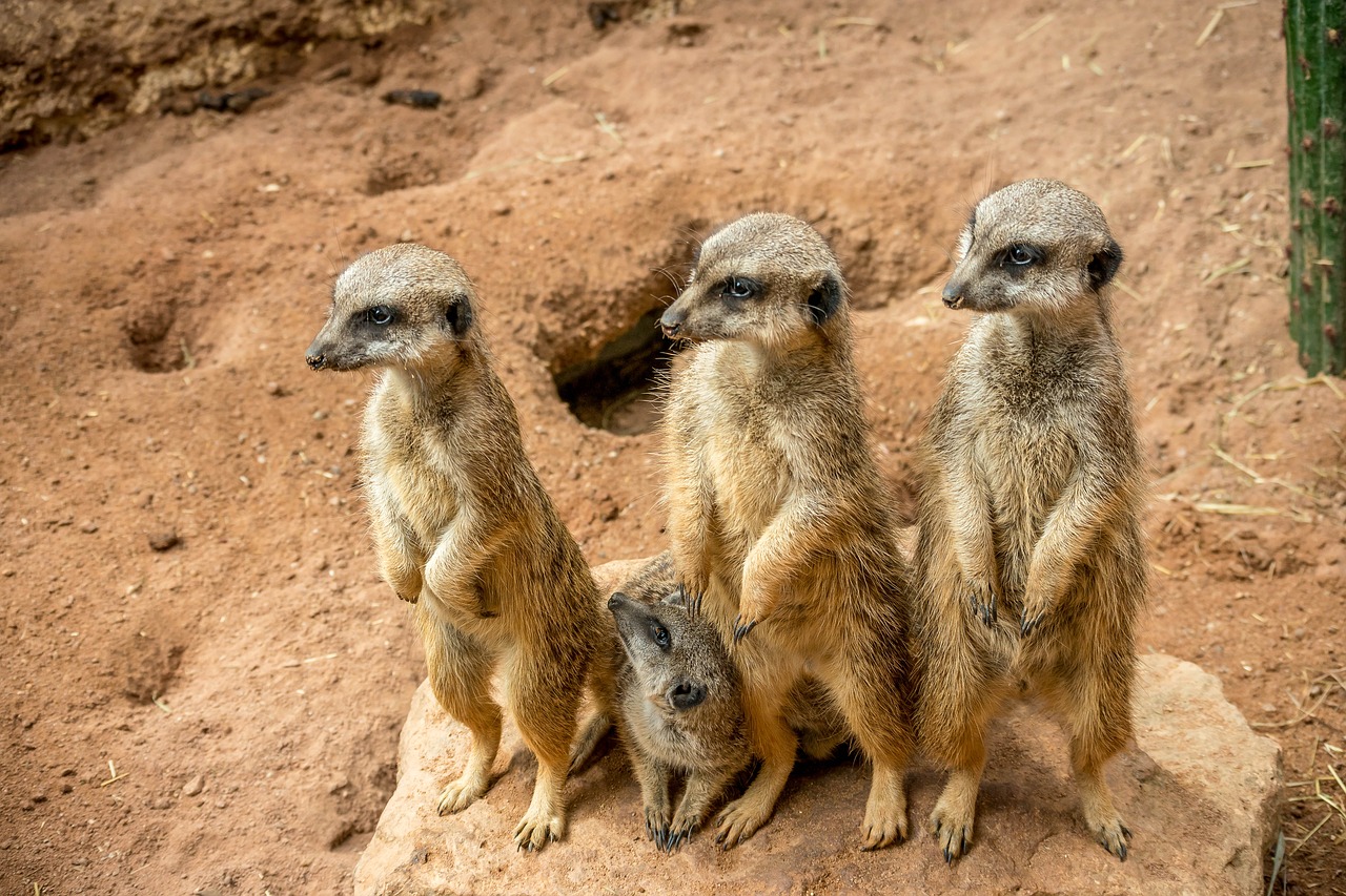 zoo  meerkat  cute free photo