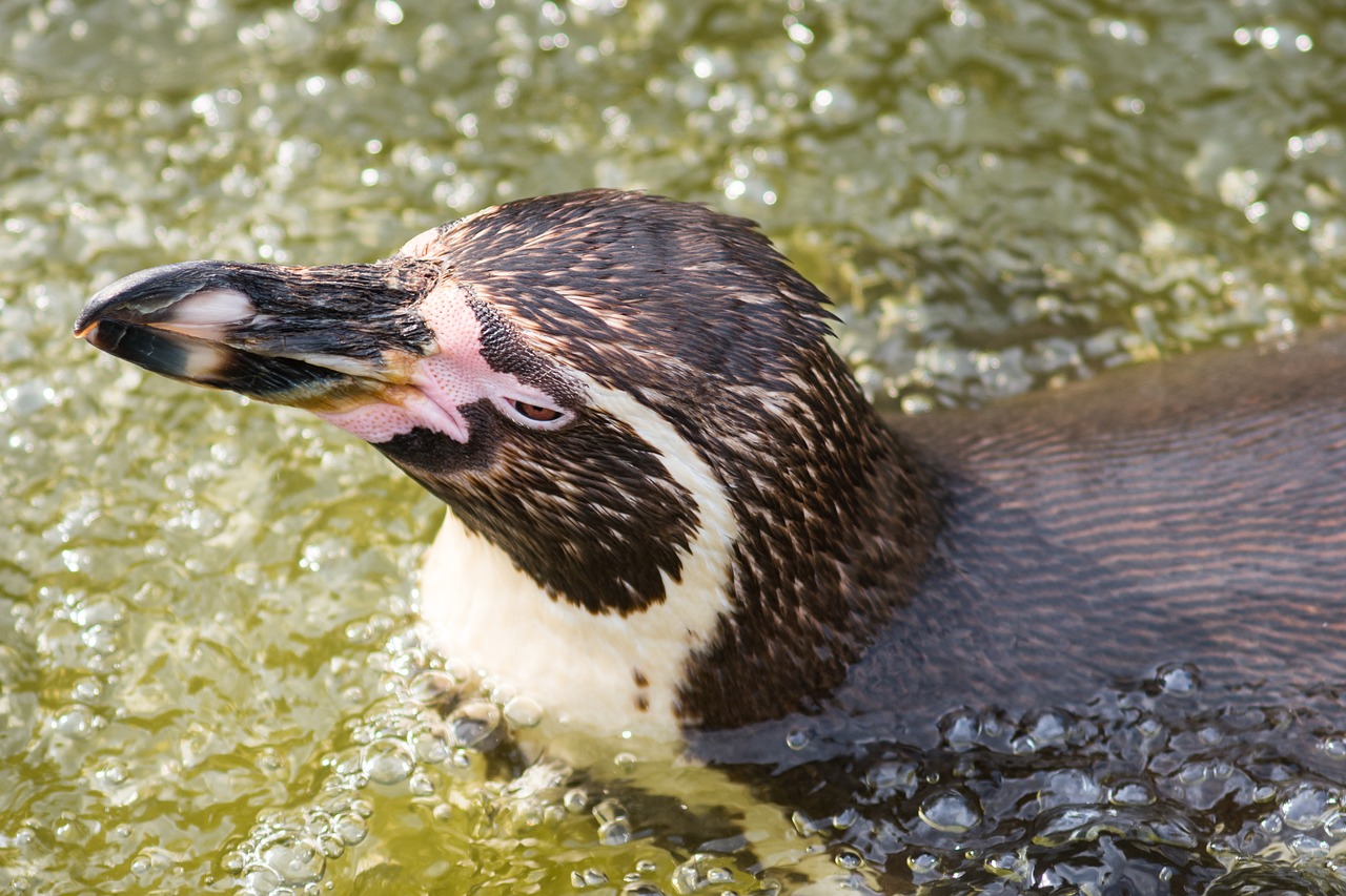 zoo  water  penguin free photo