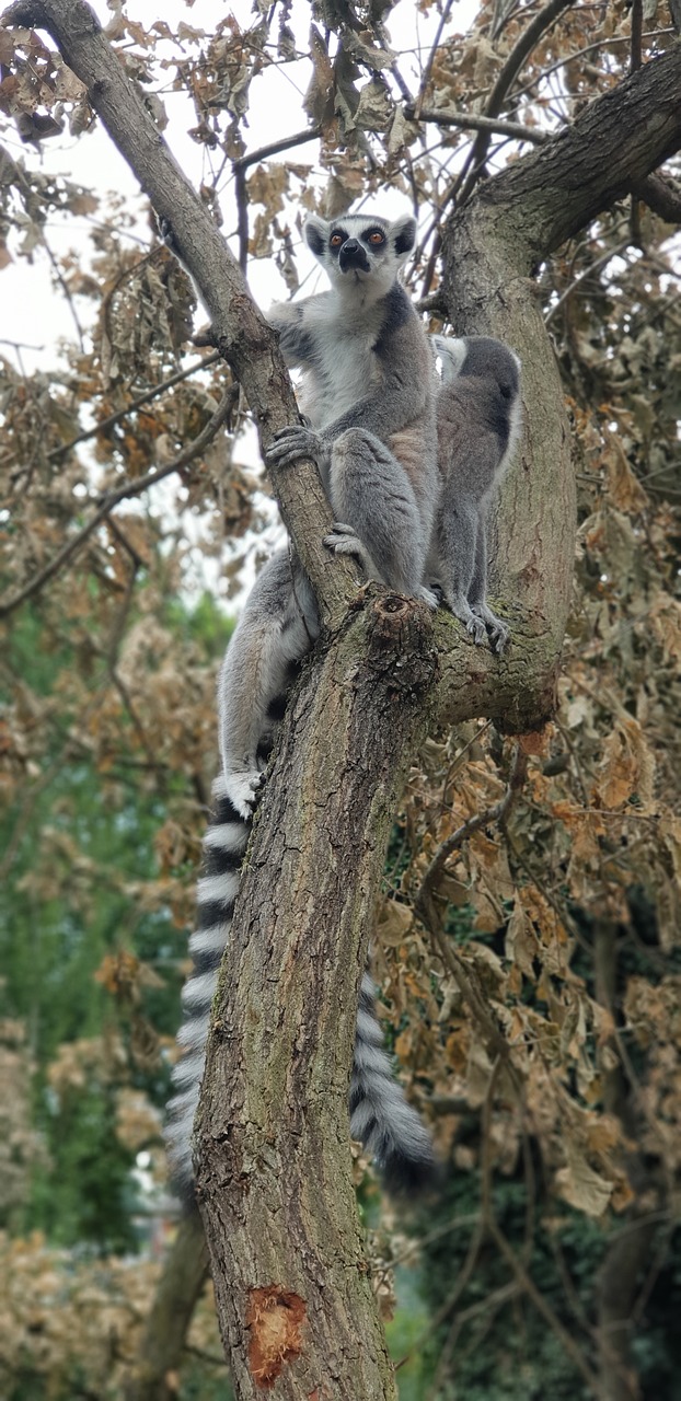 zoo  lemur  animal free photo