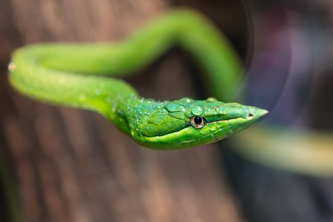 zoo  green snake  reptile free photo