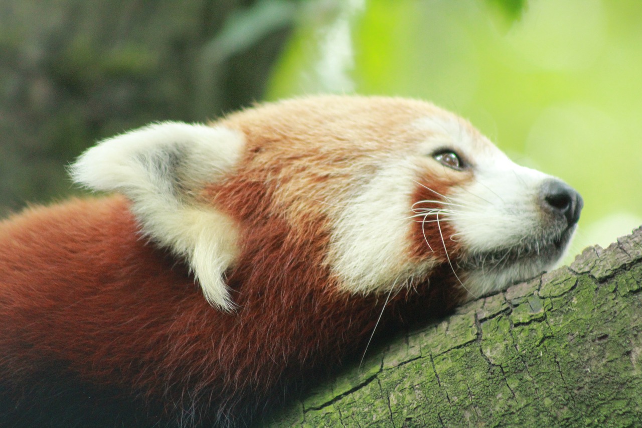 zoo  rotterdam  the red panda free photo