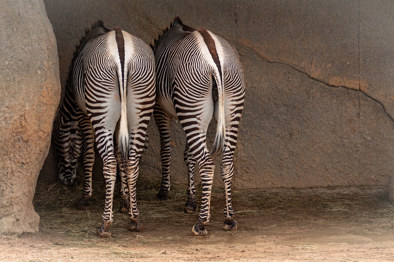 zoo  zebras  stripes free photo