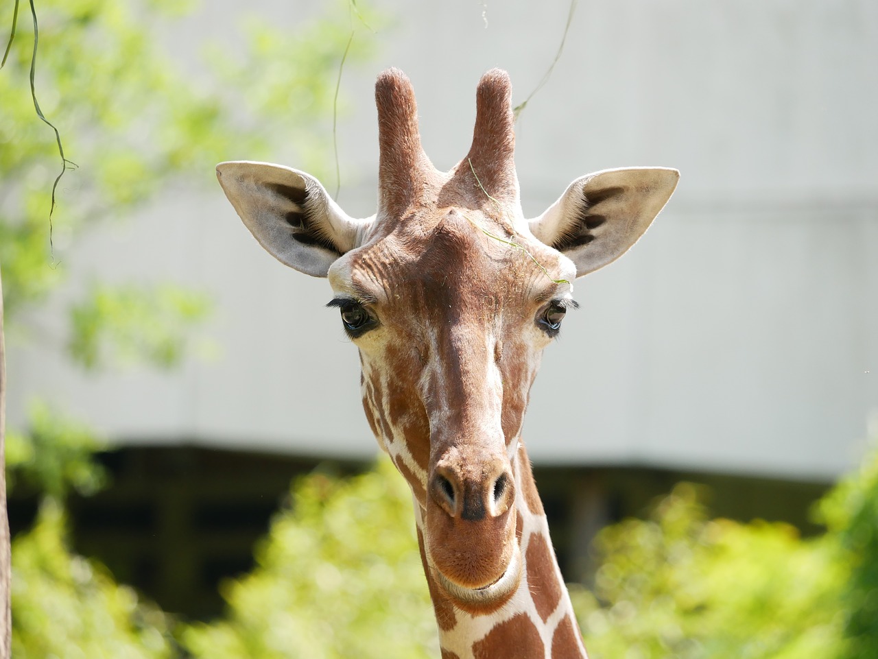 zoo  giraffe  animal portrait free photo