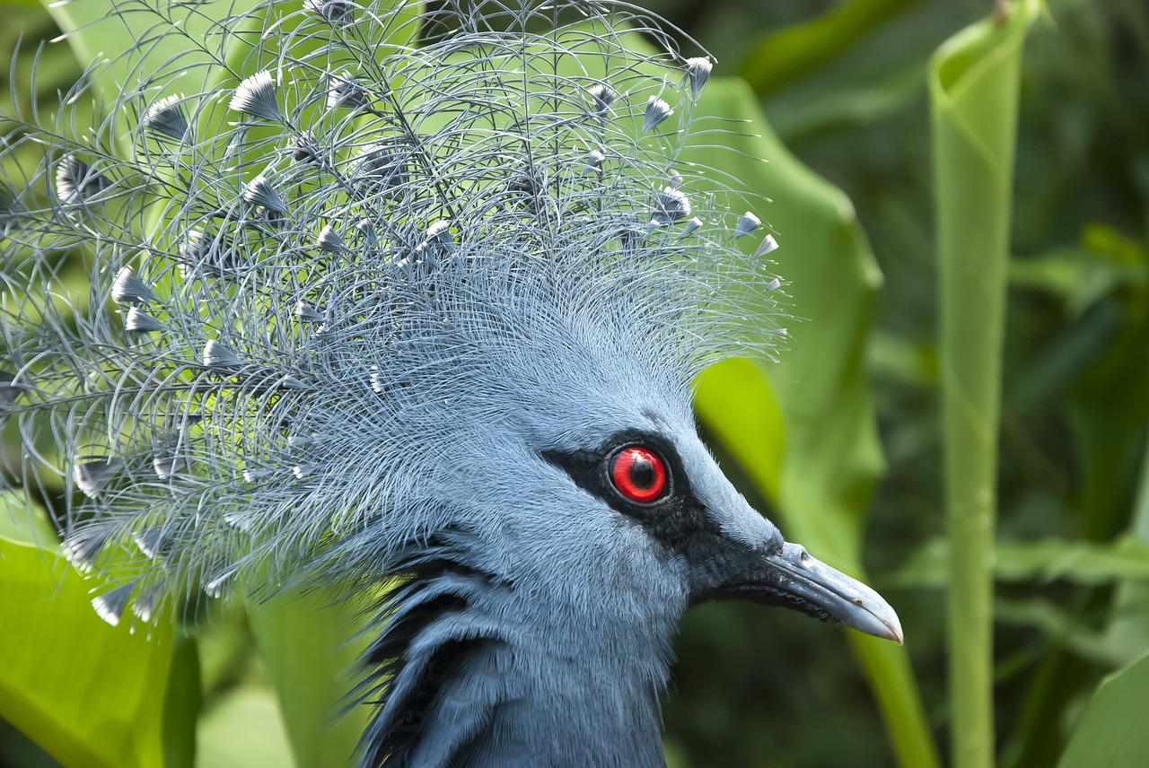 zoo  pigeon  exotic free photo