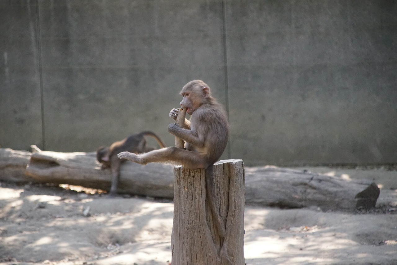 zoo  monkey  mammal free photo