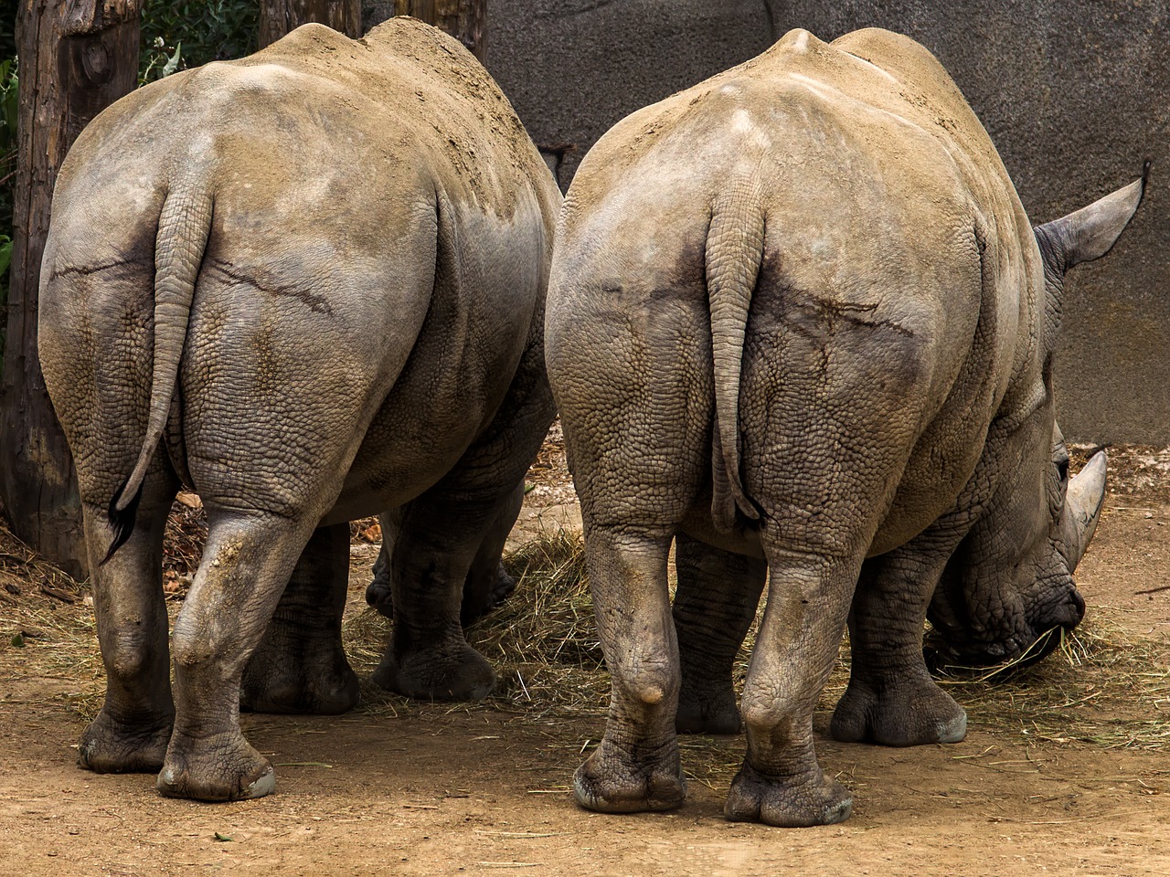 zoo  rhinoceros  africa free photo