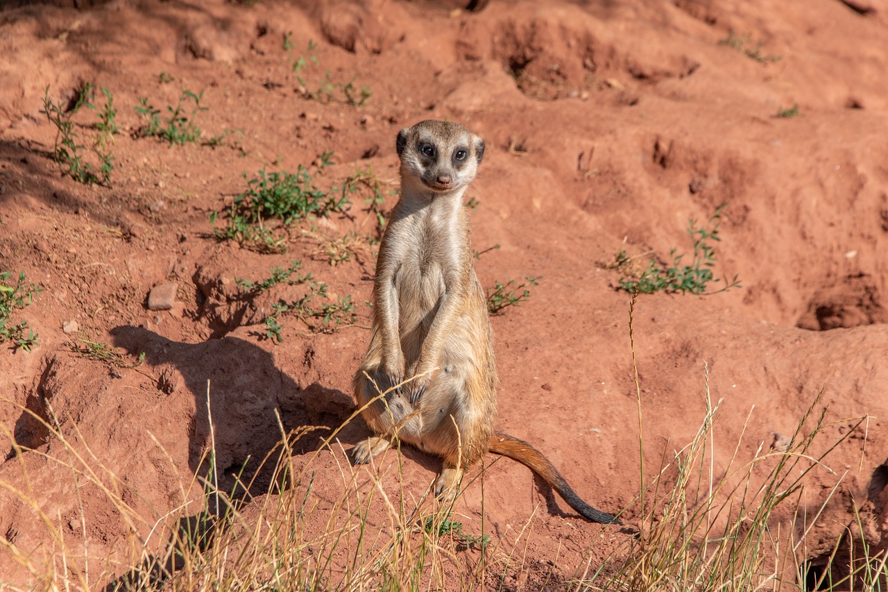 zoo  erfurt  meerkat free photo