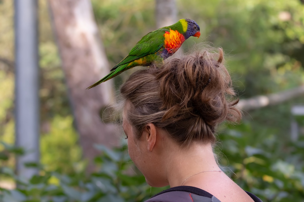 zoo  parrot  exotic free photo