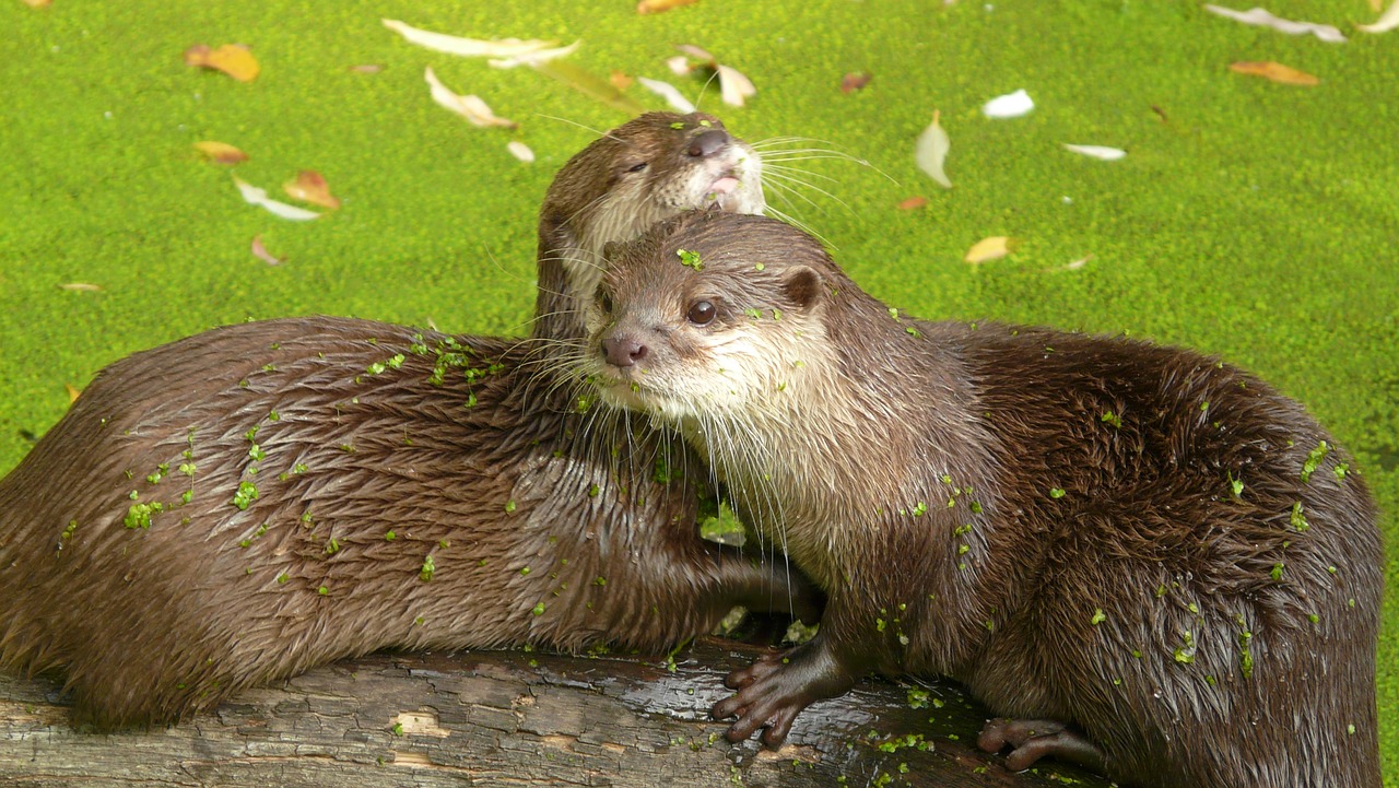 zoo  mammal  otter free photo