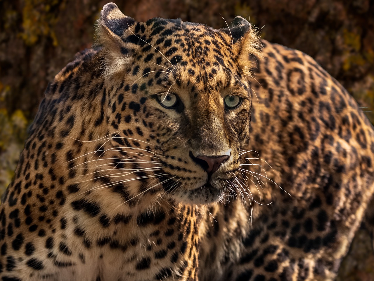 zoo  jaguar  feline free photo