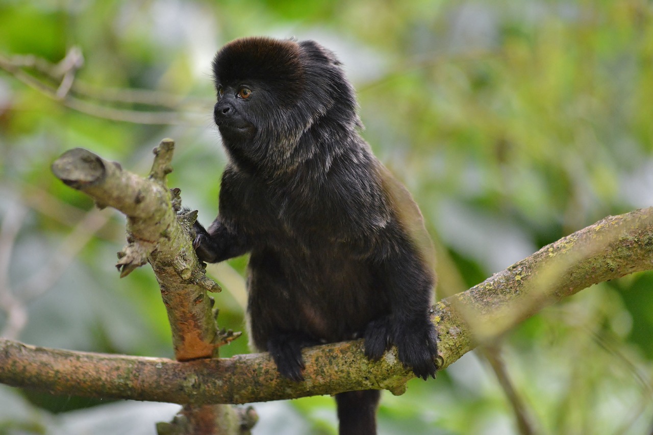 zoo  primate  close up free photo