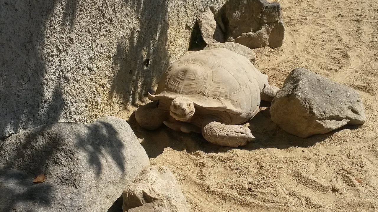 zoo  deep  turtle free photo