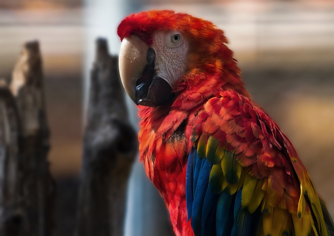 zoo  parrot  colorful free photo