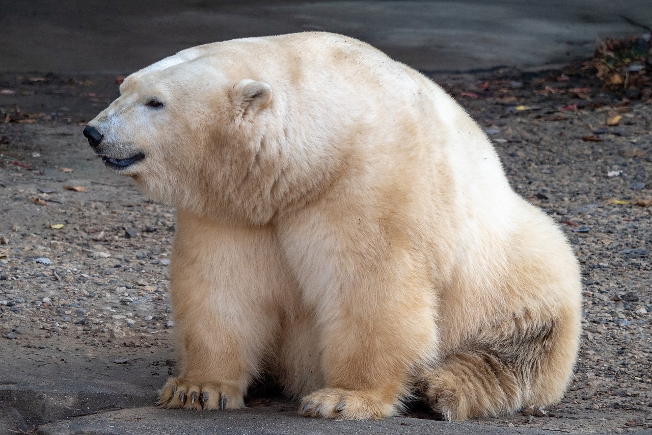 zoo  polar bear  bear free photo