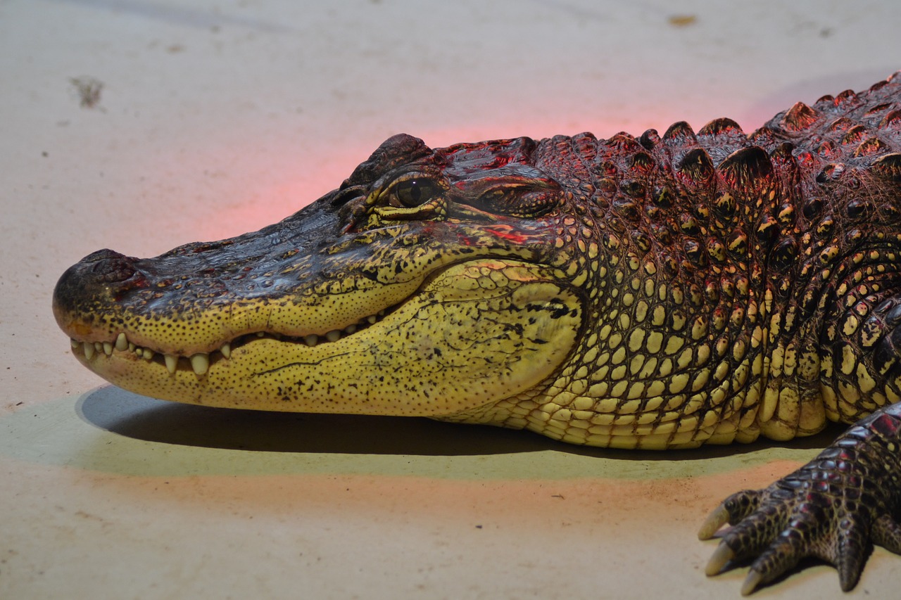 zoo  crocodile  œil free photo