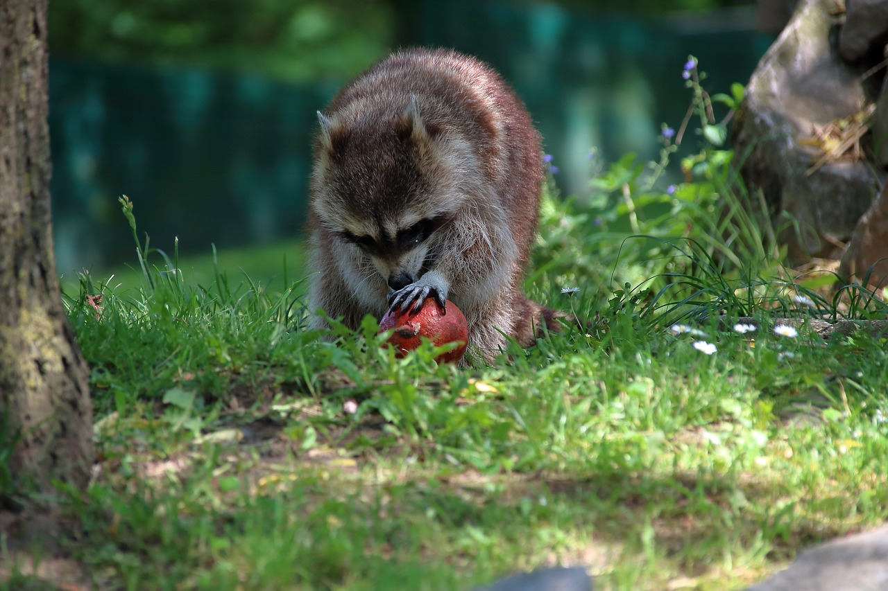 zoo  raccoon  animal world free photo