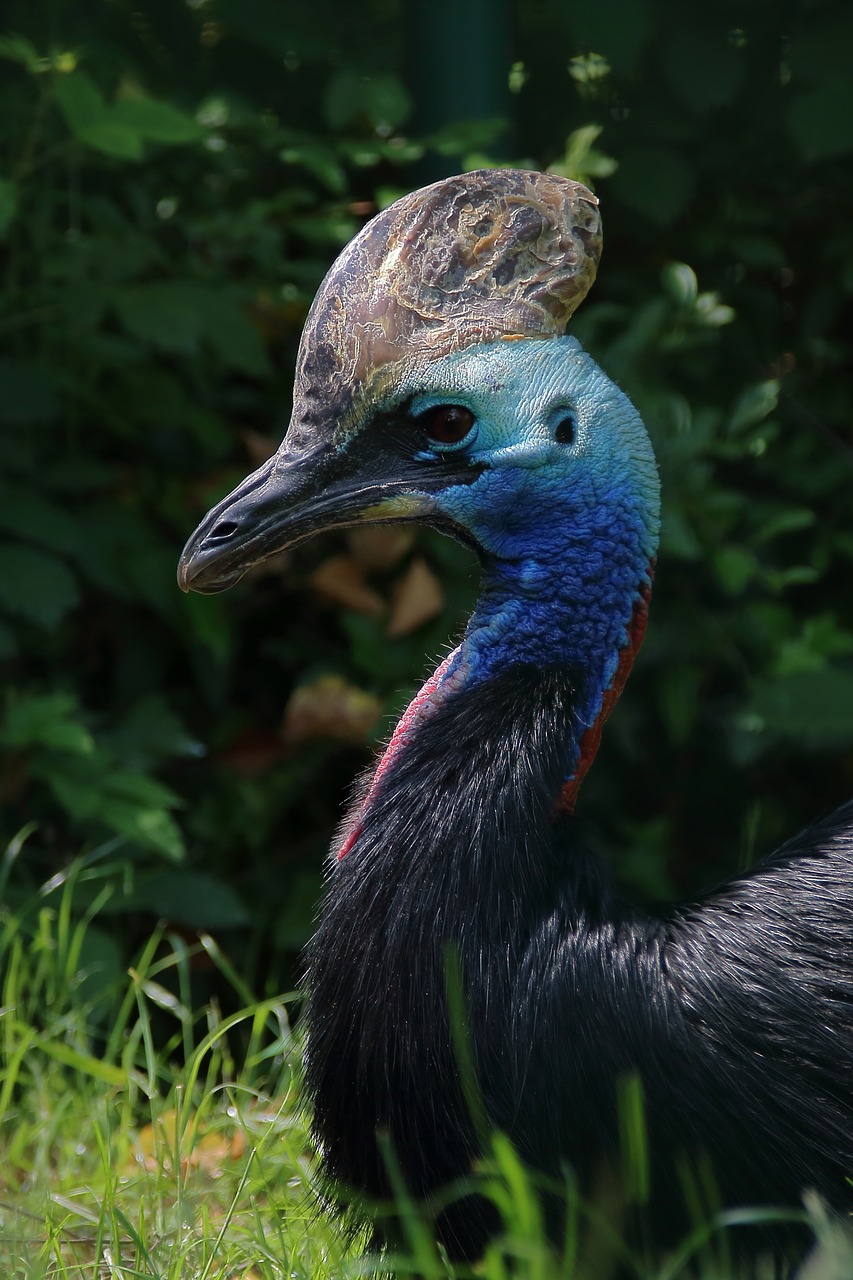 zoo  bird  bill free photo