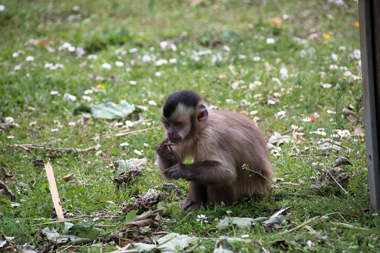 zoo  monkey  food free photo