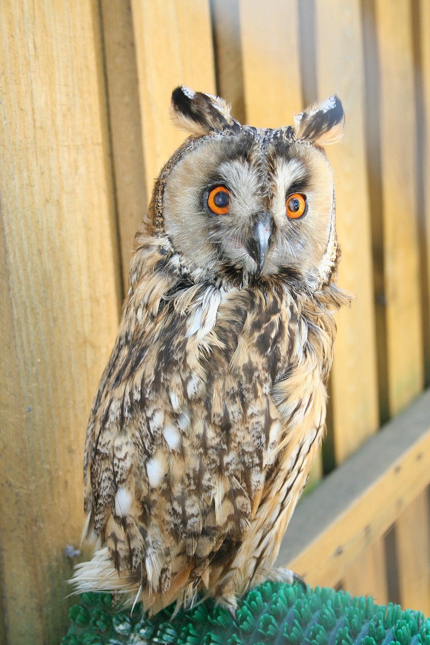 zoo  owl  bird free photo