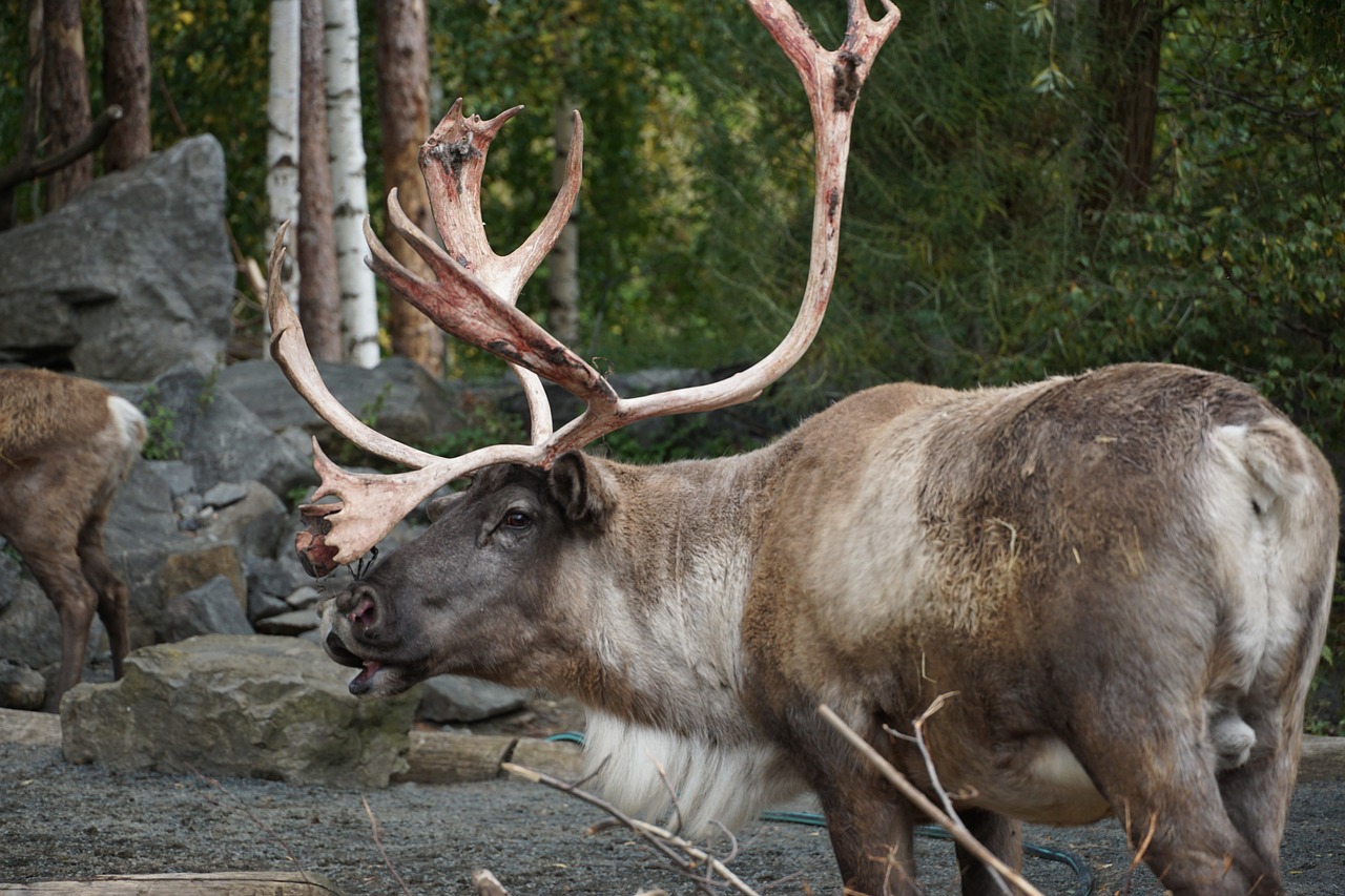 zoo  reindeer  animal world free photo