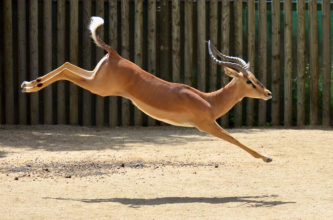 zoo jump animal free photo