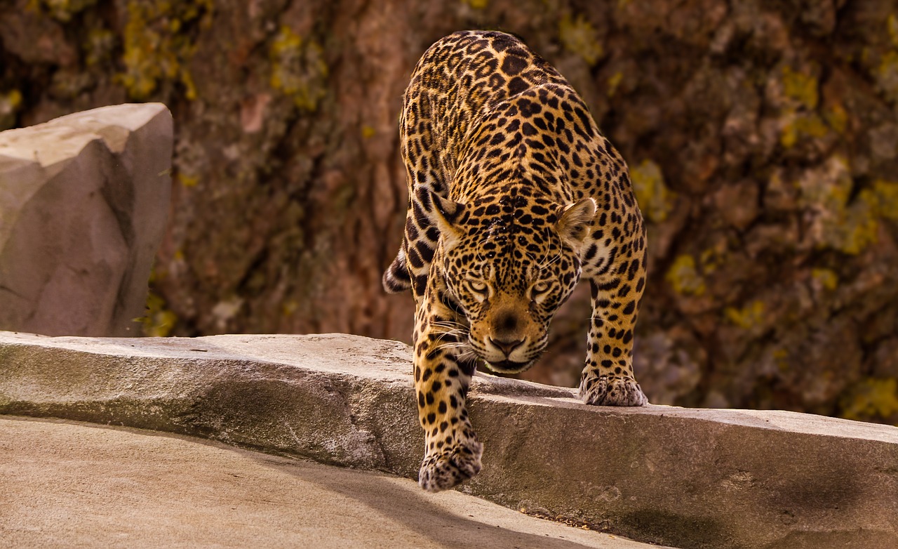 zoo  jaguar  predator free photo