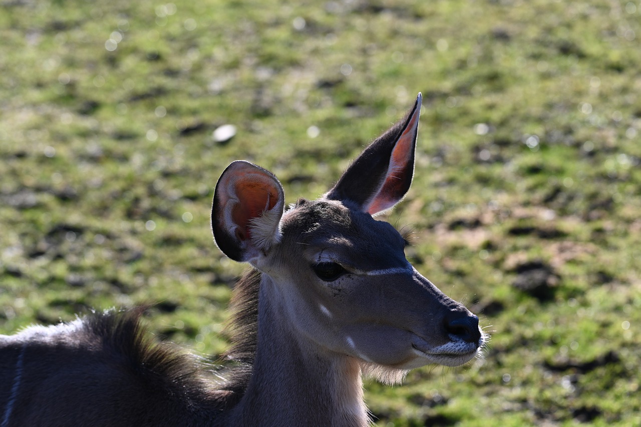 zoo  deer  antelope free photo
