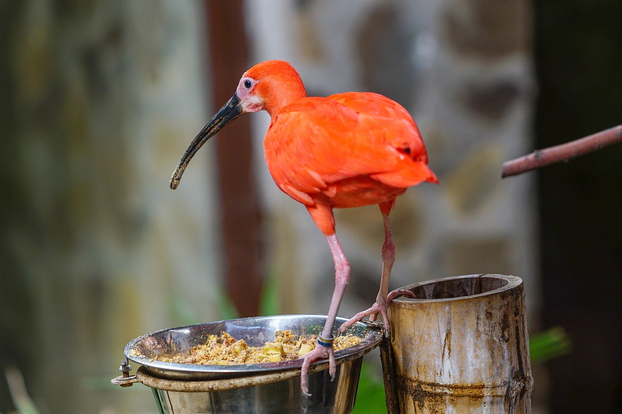 zoo  bird  red free photo