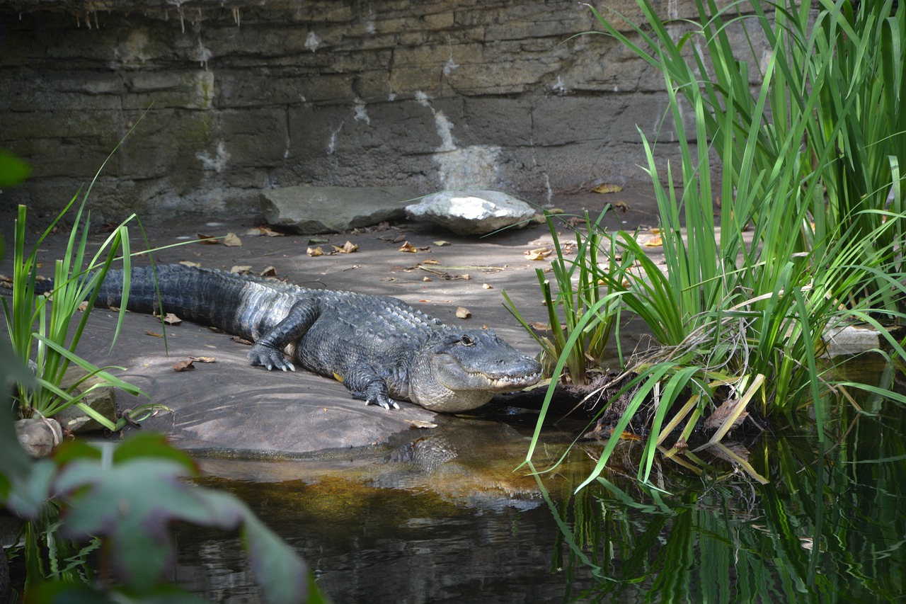 zoo  alligator  reptile free photo