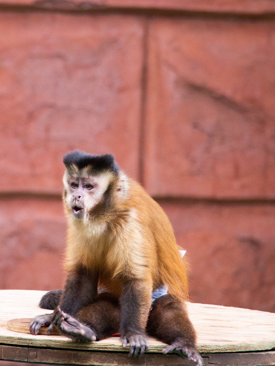 zoo  monkey  animal free photo