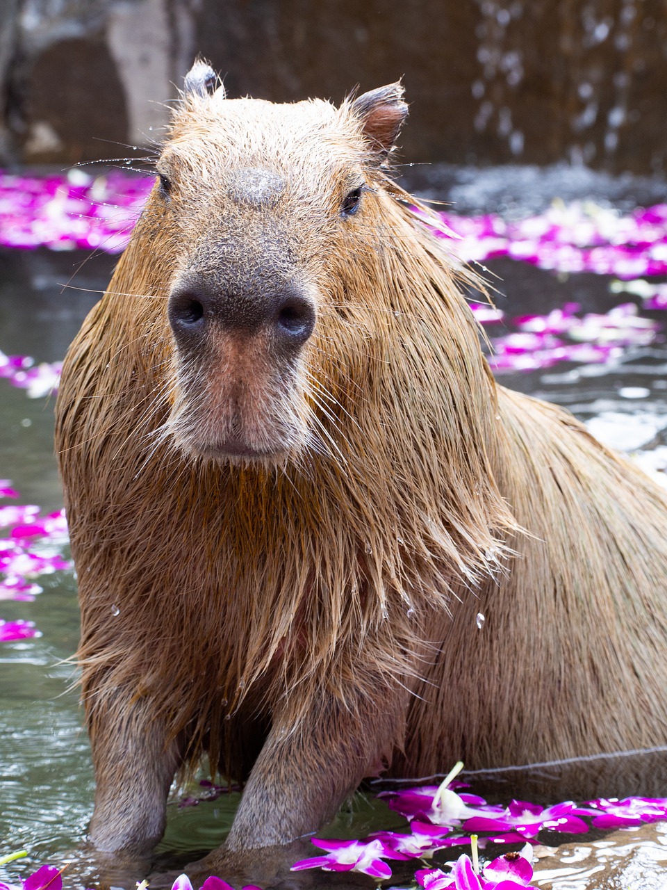 zoo  capybara  animal free photo