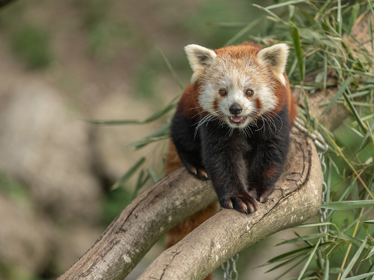 zoo  austria  animal free photo