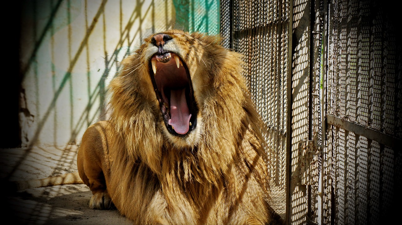 zoo  lion  animal in cage free photo