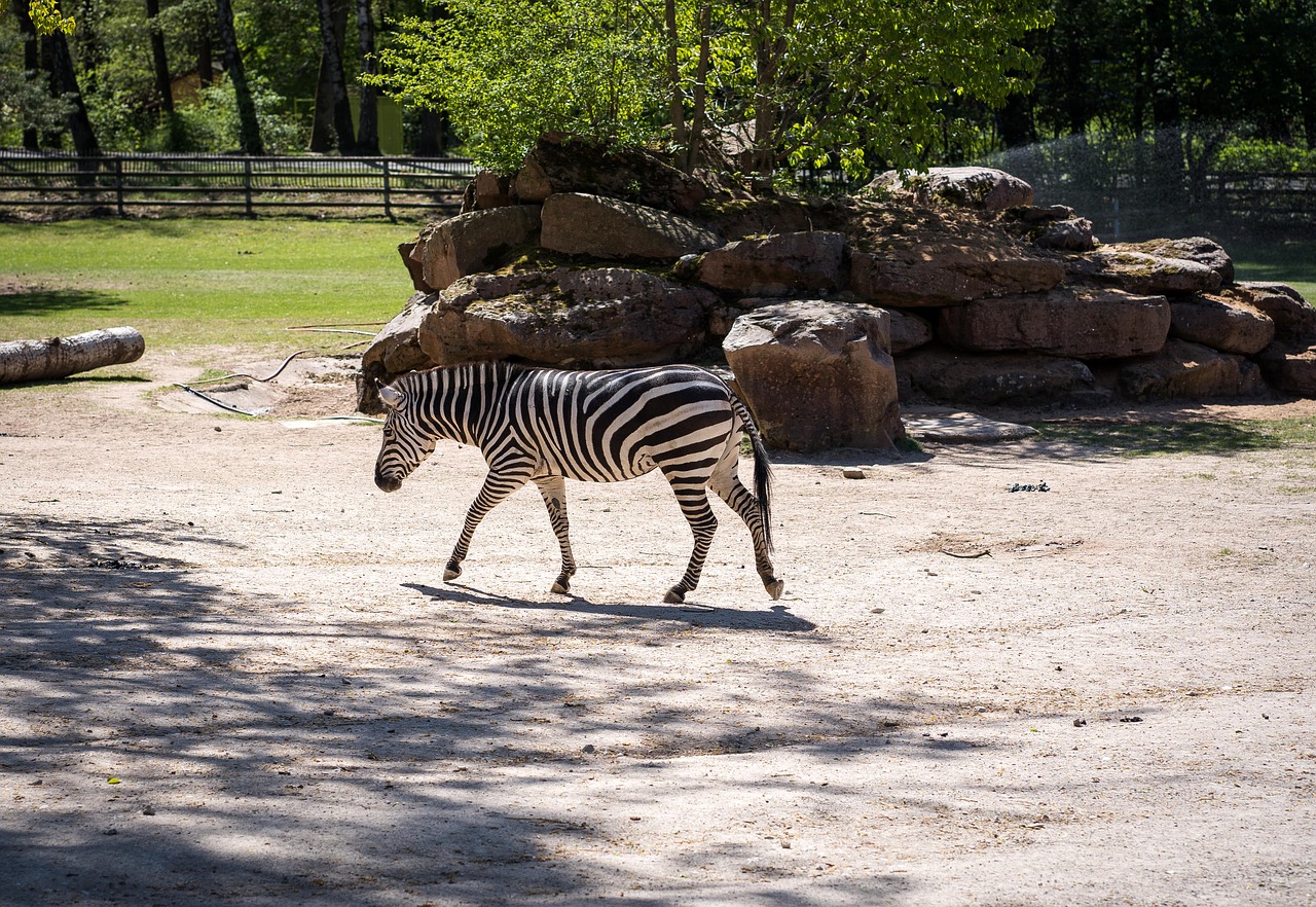 zoo  tiergarten  tiergarten nürnberg free photo