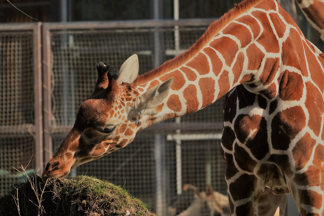 zoo  munich  giraffe free photo