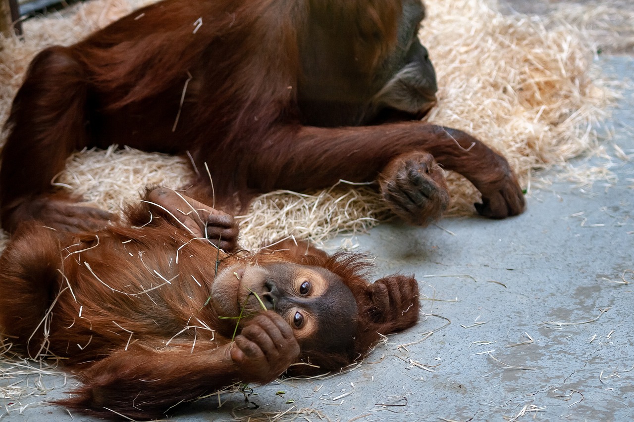 zoo  monkey  ape free photo