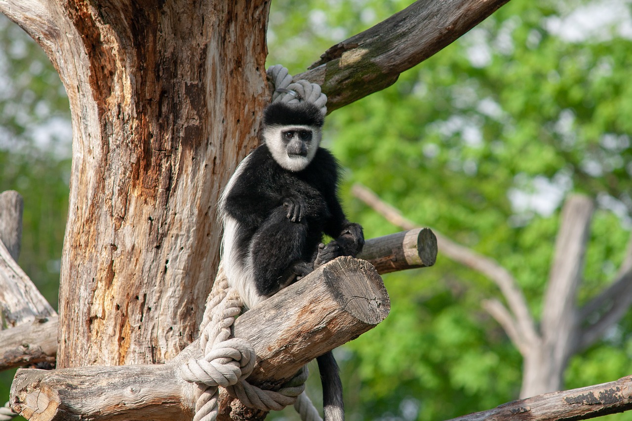 zoo  wildlife  monkeys free photo