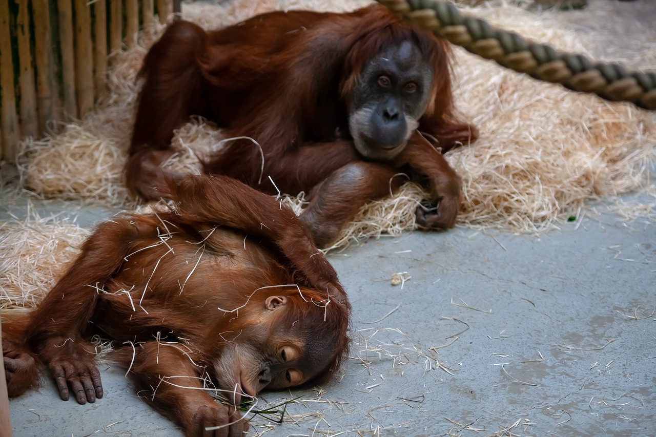 zoo  wildlife  monkeys free photo