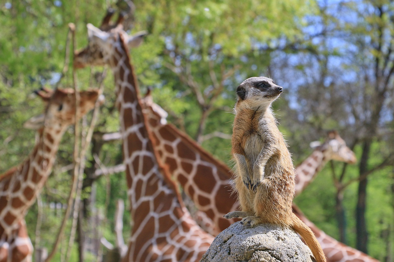 zoo  munich  hellabrunn free photo