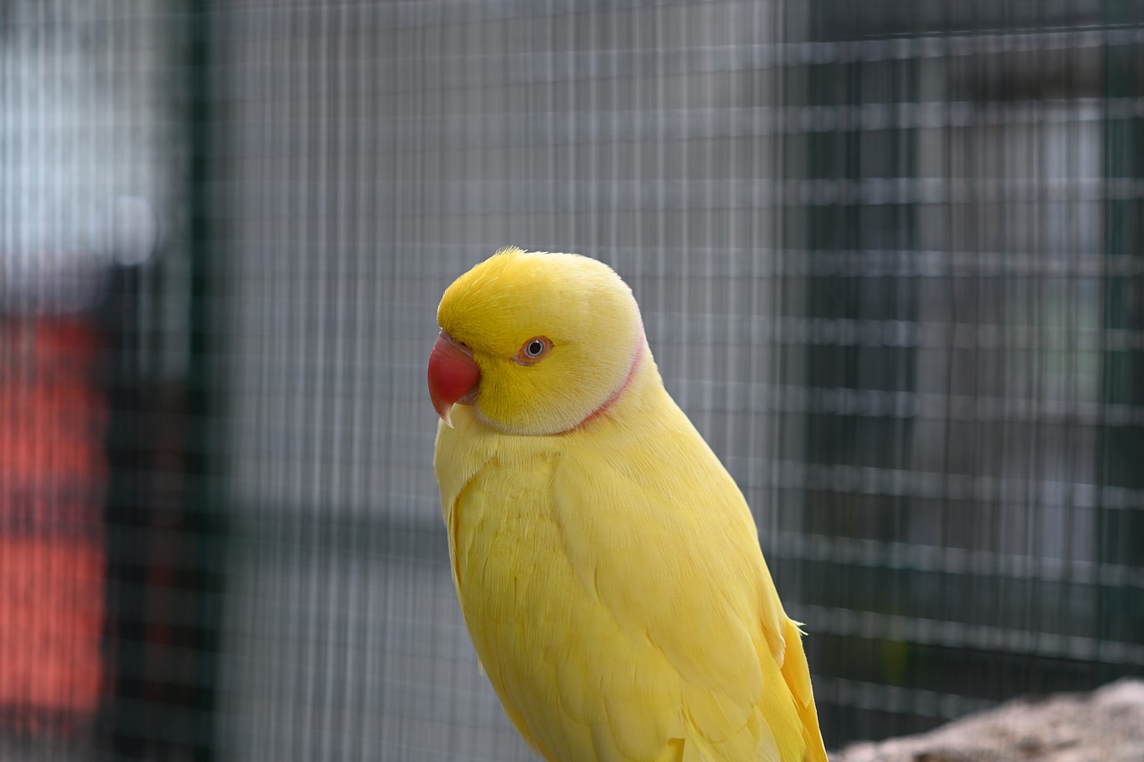 zoo  bird  nature free photo