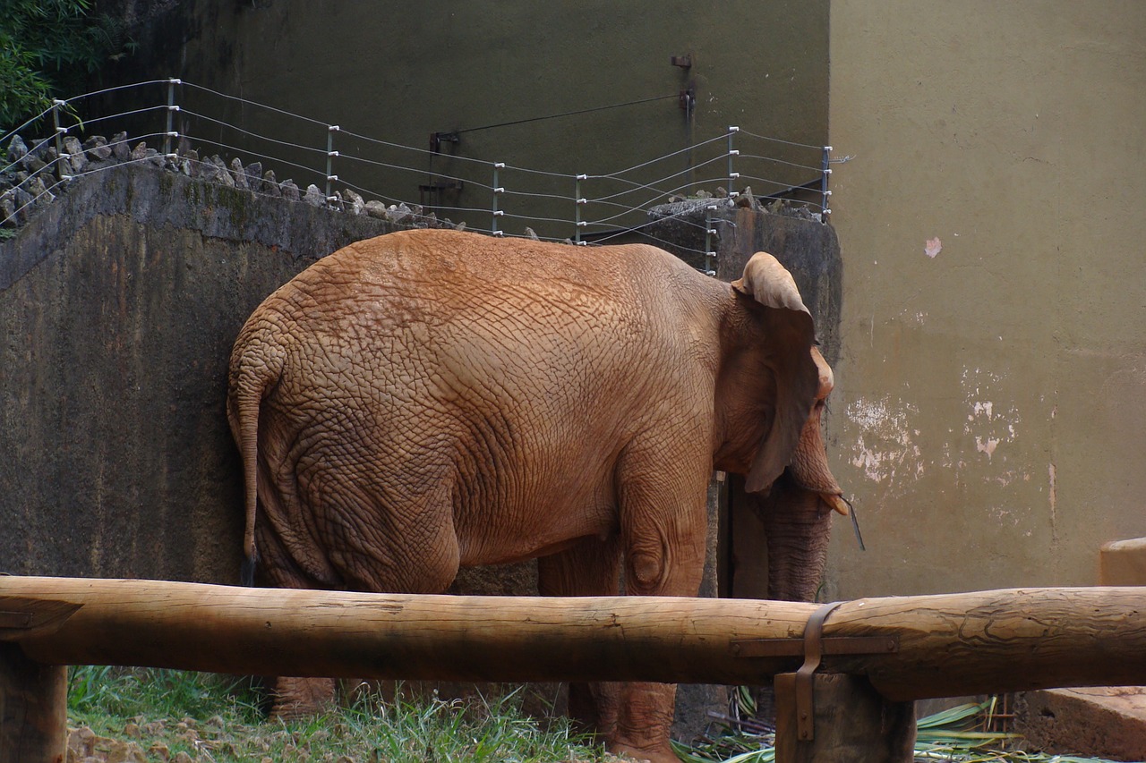 zoo elephant shy free photo