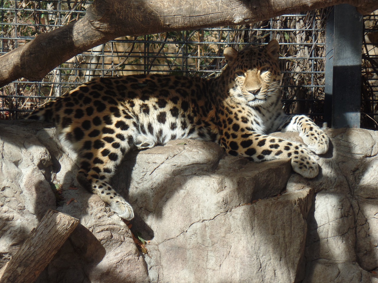 zoo nature big cat free photo